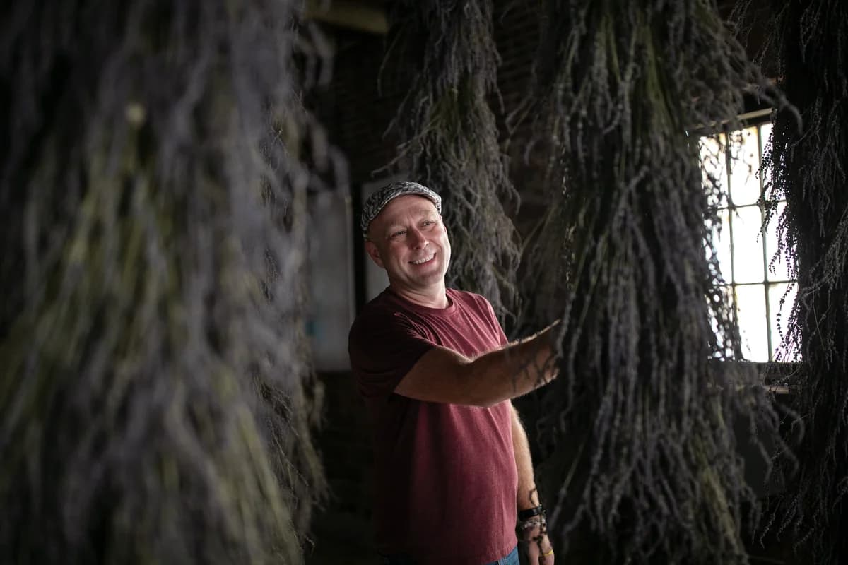 Mark Ponchak, a lavender farmer in McConnellsville, OH, with his drying lavender in the attic of his brotherâs brewery on November 6, 2023.